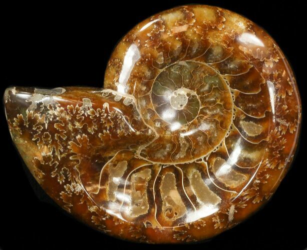 Wide Polished Ammonite 'Dish' #41646